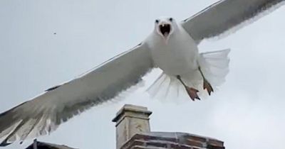 Dive-bombing seagulls are keeping residents trapped in their homes