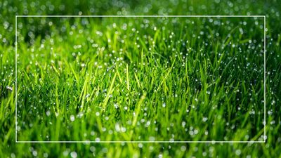 Experts reveal how long after rain you should wait to cut the grass to avoid causing damage