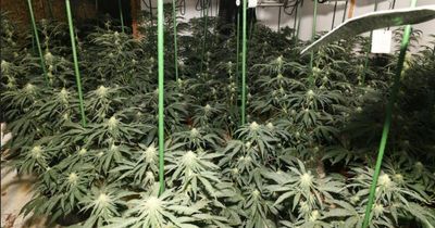 Albanian man said he was 'forced' to work in £117,000 cannabis farm in County Durham