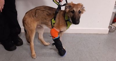 Callous Scots dog owner left puppy 'screaming in pain' after failing to get help for broken leg