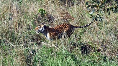 16 tigers dead in Uttarakhand since January