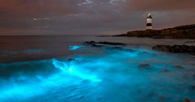 Brits flock to 'magical' UK beach that lights up with 'pixie dust' at night