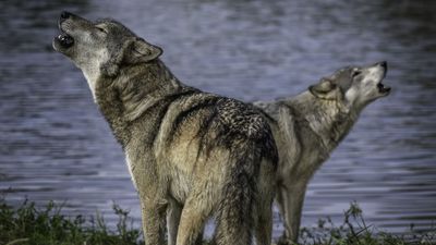 Wolves returned to Isle Royale National Park 5 years ago, and they’re thriving