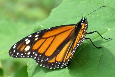 Monarch butterflies' white spots may help them fly farther, scientists say