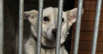 Fury as Tory 'extremists' accused of blocking new laws outlawing puppy farming