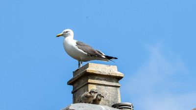 80-Mile-Inland Seagulls Terrorize UK Residents, Attack Homes