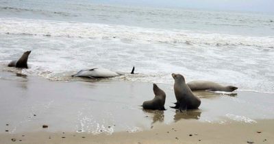 Toxic algae suspected in deaths of sea lions and dolphins on Southern California coast