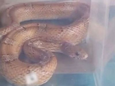 Massive Snake Slithers Out From Hole In Shop Wall In Birmingham