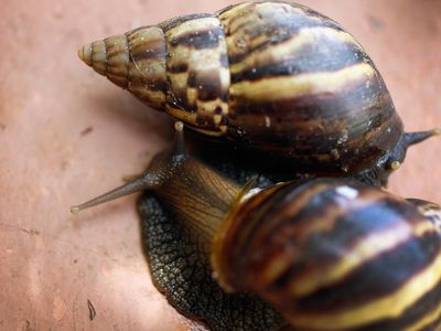 The giant African land snails invading Florida threatening disease and economic disaster