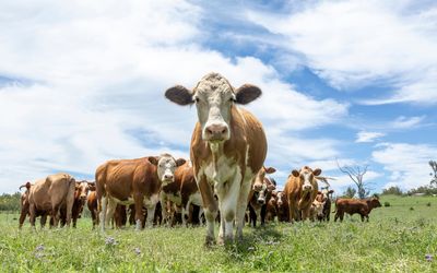 Holy cow: Lab-grown meat not so good for the environment