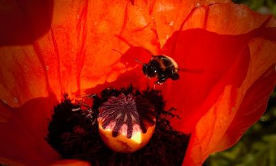 Country diary: A scarlet shimmer of poppies, irresistible to bees