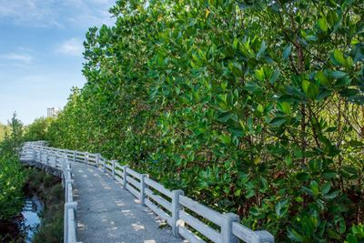 Join Chiva-Som for mangrove preservation