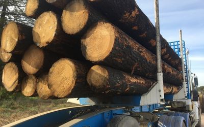 Forestry operator fails to monitor logging compliance