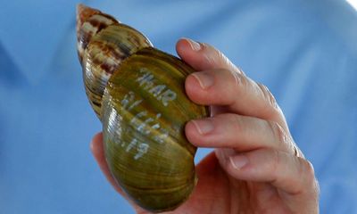 Invasion of giant African land snails prompts quarantine in south Florida