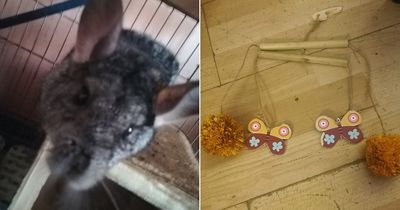 'I found my beloved chinchilla dead after she got tangled in a Pets At Home toy'