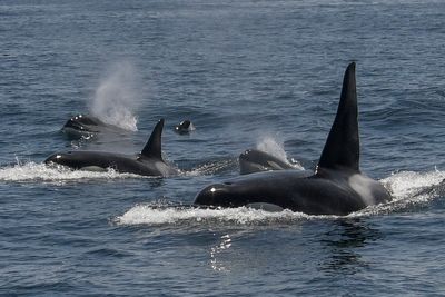 Killer whale rams fisherman’s boat in UK waters during latest Orca attack