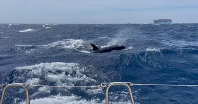 Orca 'rams into fishing boat' off Scottish coast in UK first