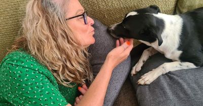 'My dog sniffed out my breast cancer before diagnosis'