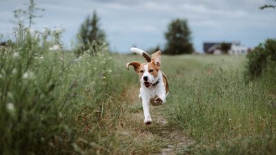 Tired of your dog running off when it’s time to go back on the leash? This trainer’s two tips will solve your problem