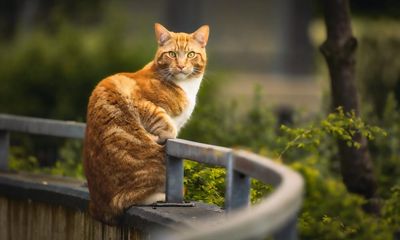 Slapped on to tables, thrown over hedges, bounced – why is everyone so horrible to dead cats?