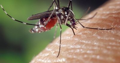EU holiday warning over dengue, chikungunya, yellow fever, zika and West Nile