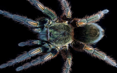 Spider’s venom brings hope for motor neurone sufferers