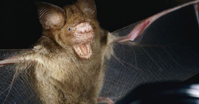 Scientists discover TWO new coronaviruses hidden in bats sparking fresh pandemic fears