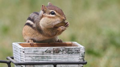 How to keep chipmunks out of potted plants – 6 tips for protecting your pots