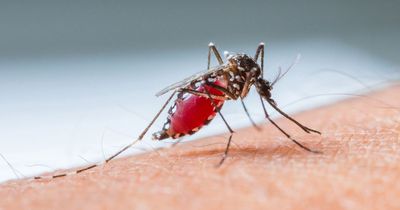 Malaria alert issued for Florida as cases confirmed for the first time in 20 years