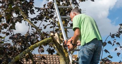 'My neighbour snuck into garden to chop our tree down - I caught them on camera'