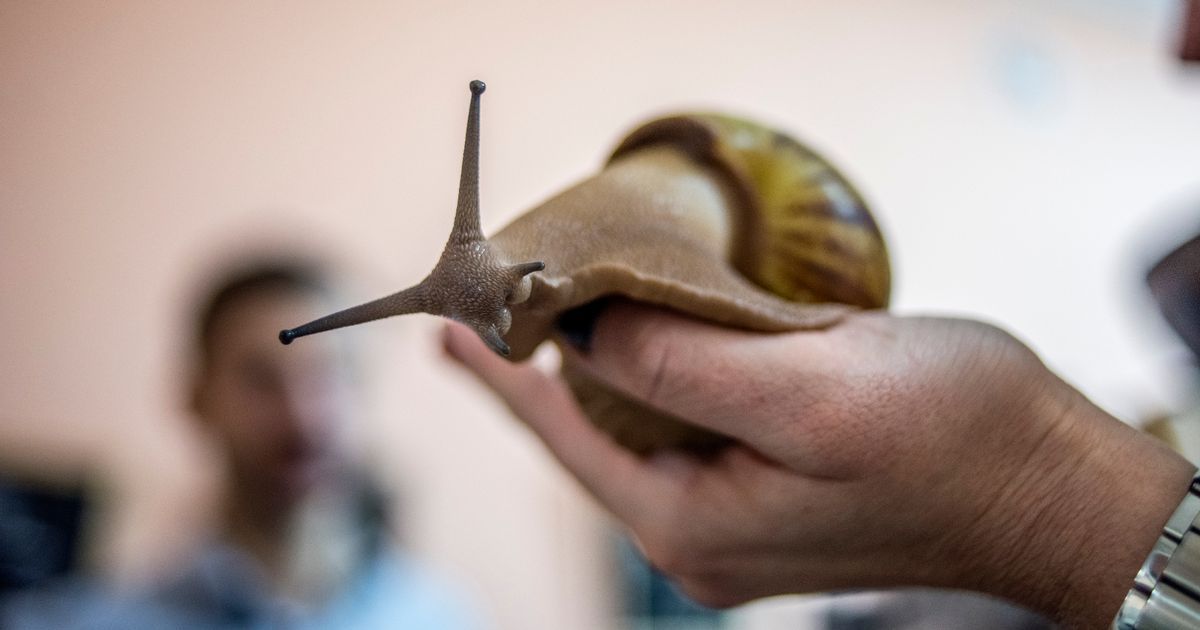 Giant African land snail invasion in Florida warning…