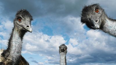 Hiker in Australia decides to harass emu, with predictable consequences