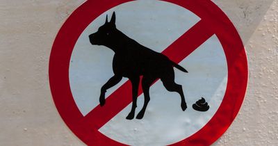 DNA testing to catch dog foulers 'too complicated' to be rolled out in Dublin