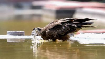 Delhi records maximum temperature of 37.5 degrees Celsius, light rain likely on Friday
