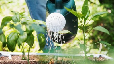 Can you water plants with milk? Experts reveal the pros and cons of using it to hydrate plants