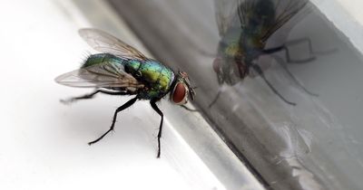 Expert's simple trick to keep flies out of your home 'works instantly'