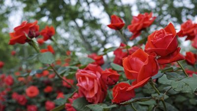 6 rose growing mistakes you need to avoid if you want perfect plants and beautiful blooms