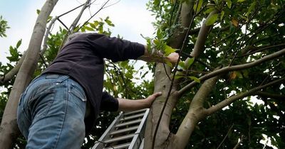 'My neighbour snuck into garden to chop our tree down - I caught them on camera'