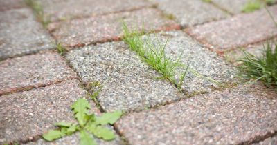Garden experts warn against popular weed removal hack that can damage your patio