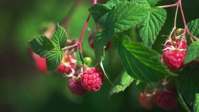 When to fertilize raspberries – expert tips for fruitful plants