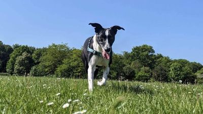 Dog Hailed As ‘little Lifesaver’ After Detecting Owner’s Breast Cancer