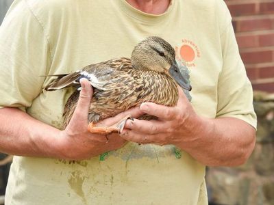 Hand-reared Duck Returns With 11 Chicks After Six Months In The Wild