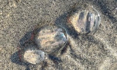 Country diary: When is a jellyfish not a jellyfish?