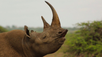 Archaeologist survived on ‘rhino urine’ tea