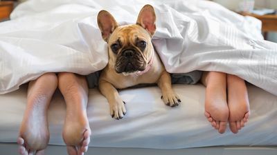 Canine behaviorist reveals that it’s ok to sleep with your dog in the bed but only on one condition!