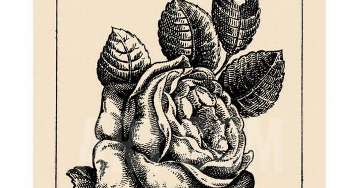 Only the brainiest will be able to solve vintage rose…