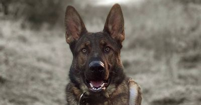 Hero Scottish police dog helps find man who vanished on coastal walk