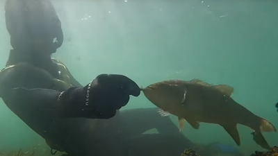 Man Bonds With Wild Fish, Meets Every Summer