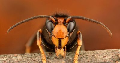 Britain on alert for invasion of deadly Asian hornets after 'unprecedented' rise in numbers