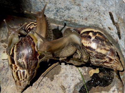 Florida once again has a giant African land snail problem